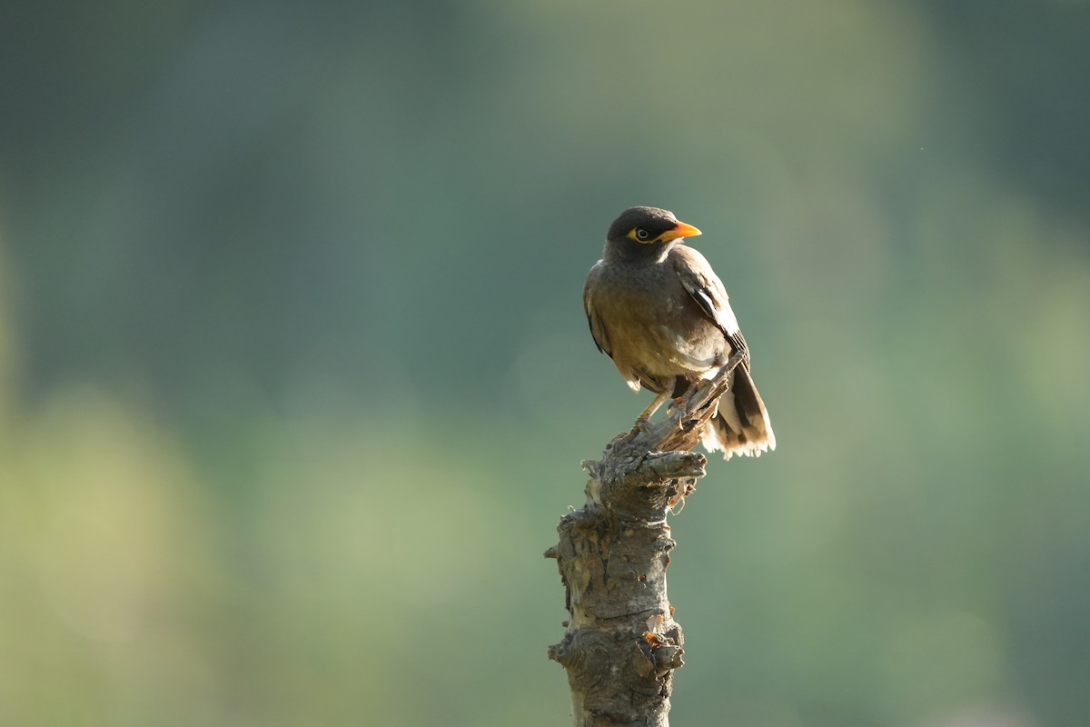 Common Myna - ML638959780