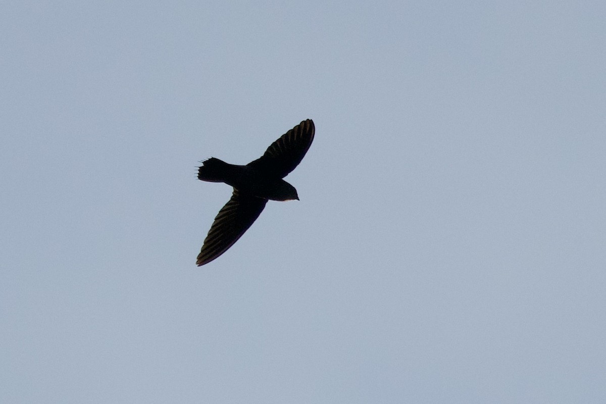 Band-rumped Swift - ML638959799