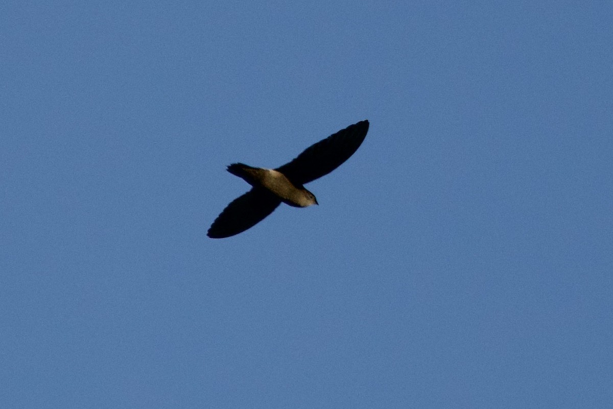 Band-rumped Swift - ML638959800