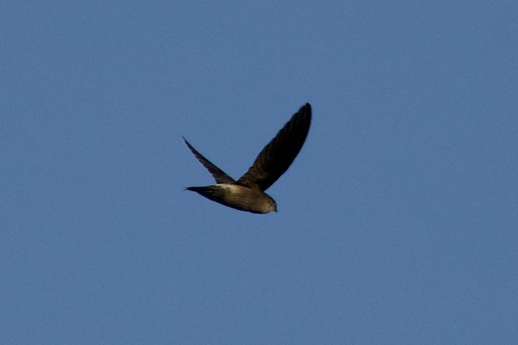 Band-rumped Swift - ML638959801