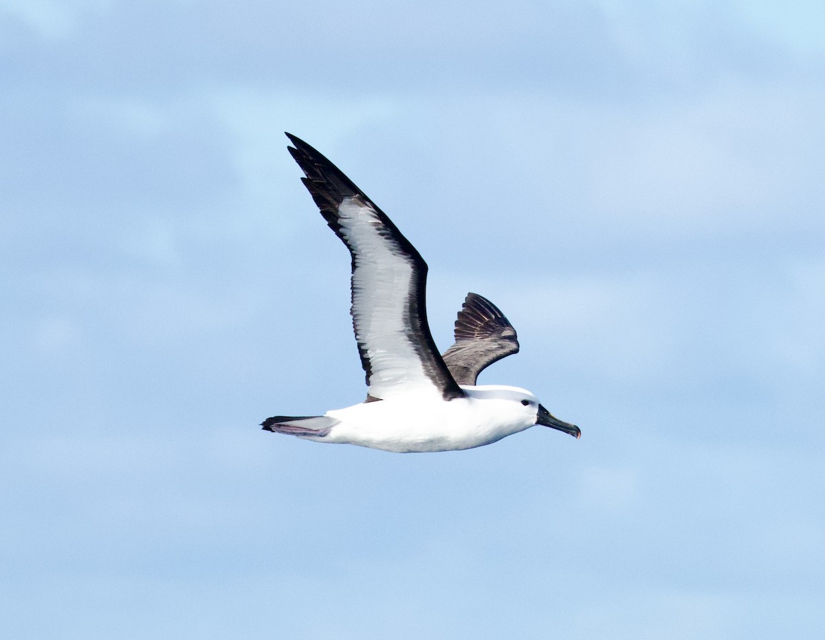 Indian Yellow-nosed Albatross - ML638959823