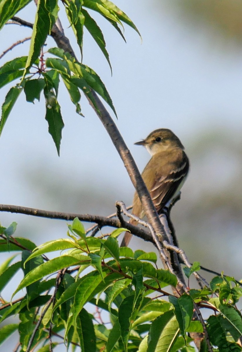 Alder Flycatcher - ML638959884