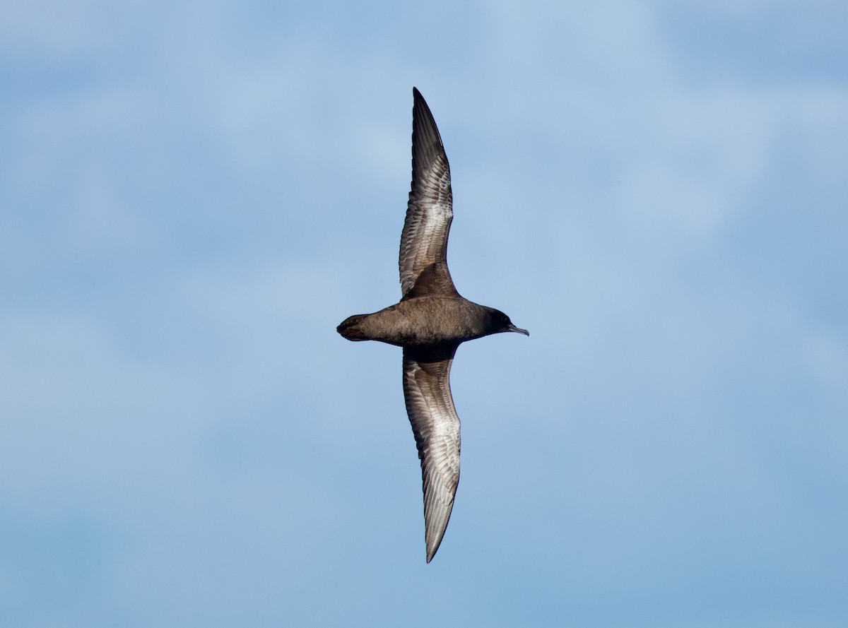 Sooty Shearwater - ML638959914