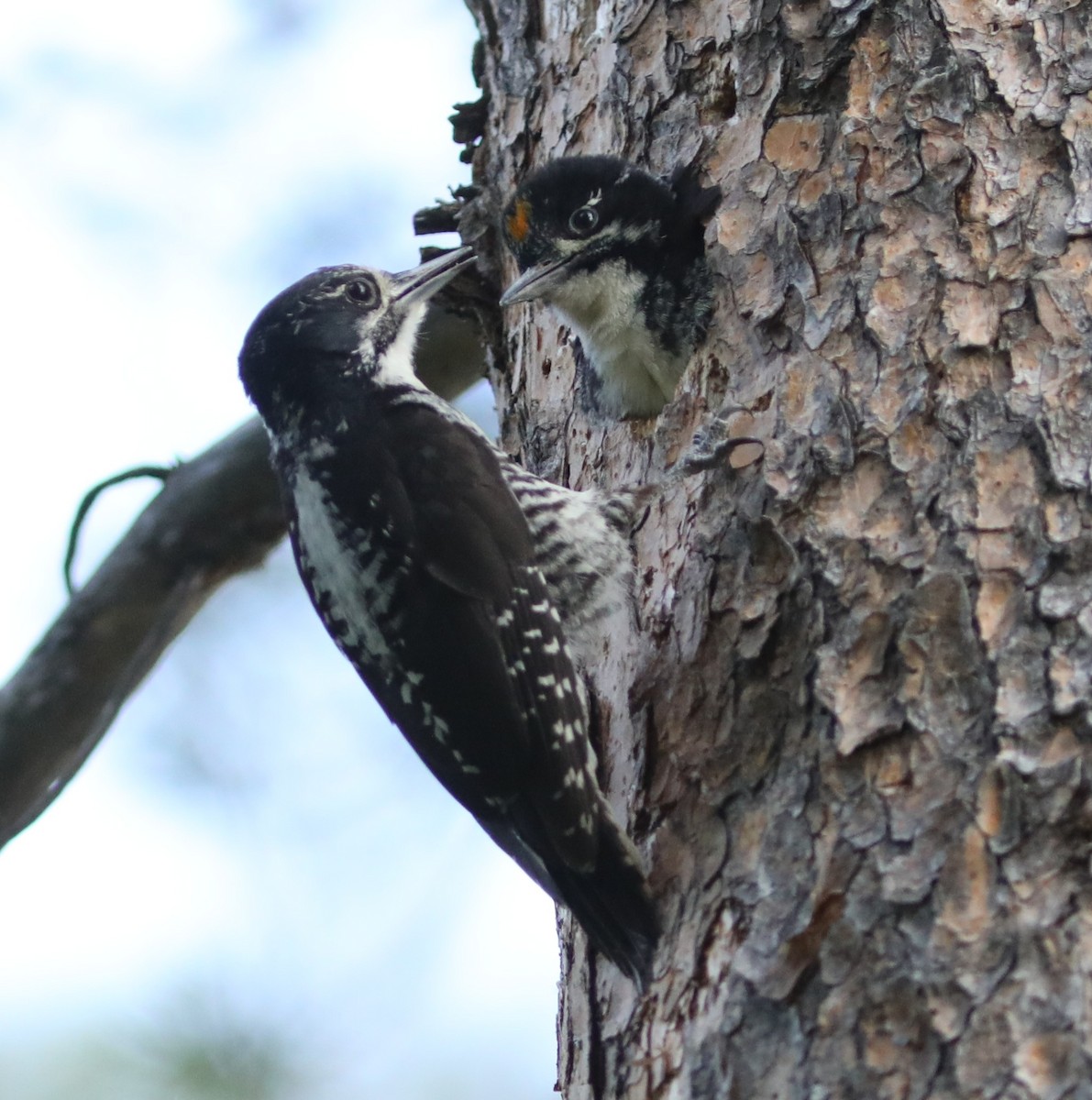American Three-toed Woodpecker - ML638959961