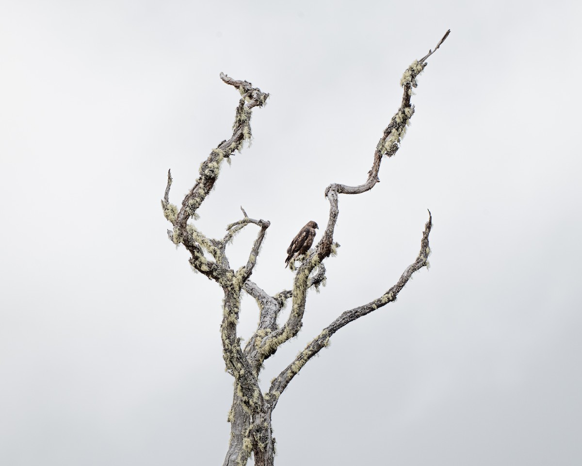 Hawaiian Hawk - ML638959978