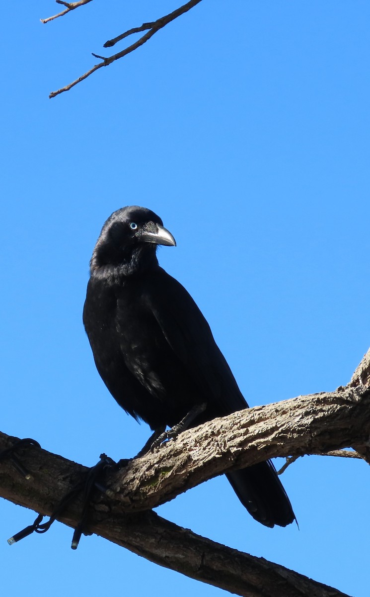 Torresian Crow - ML638960035