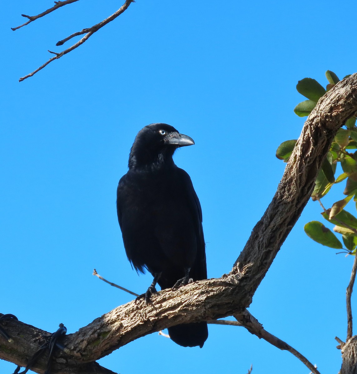 Torresian Crow - ML638960036