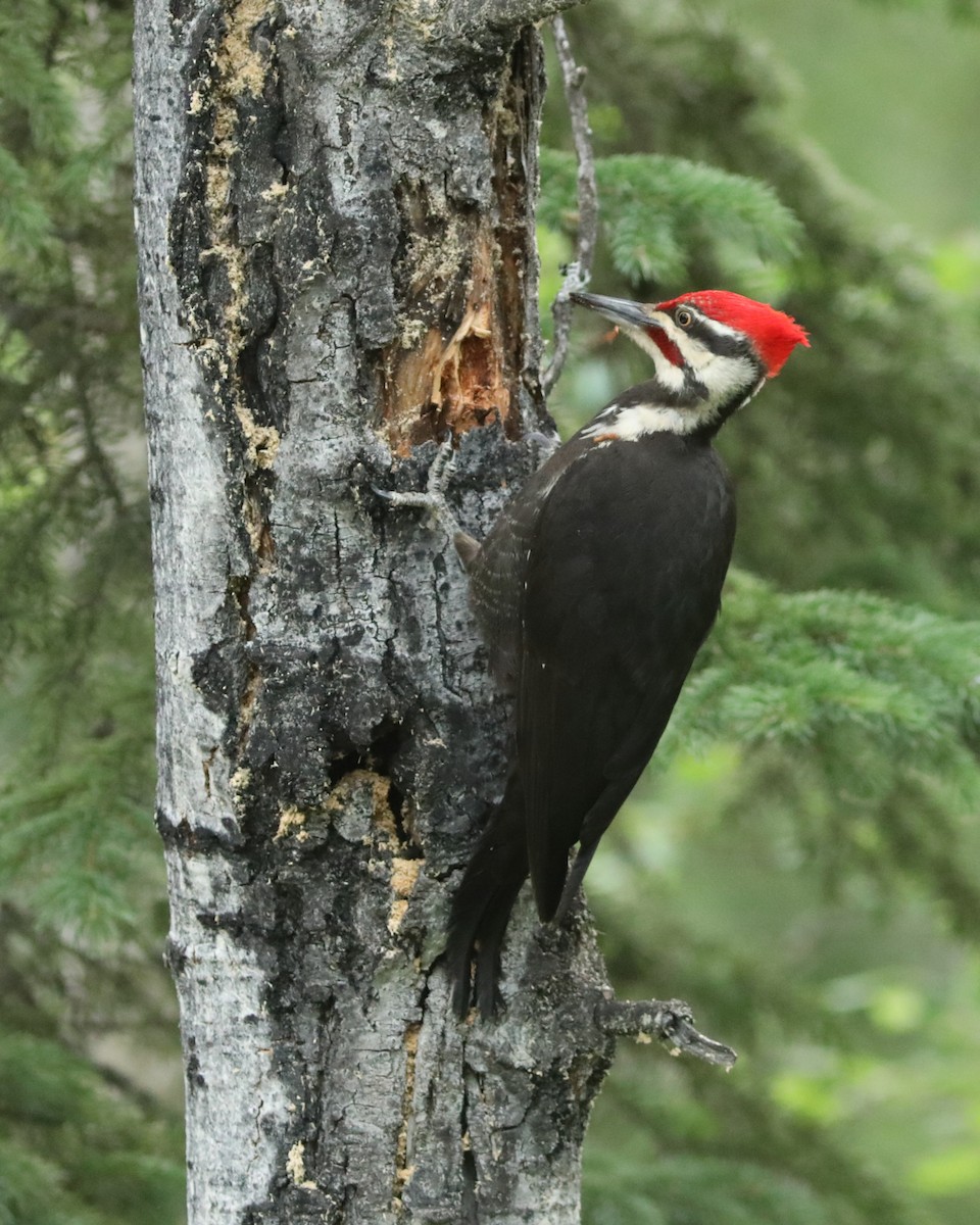 Pileated Woodpecker - ML638960109