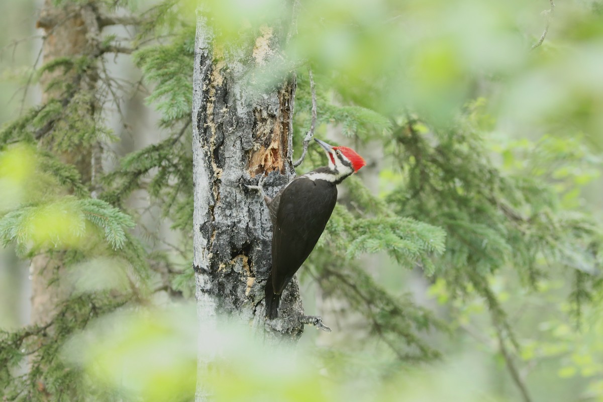 Pileated Woodpecker - ML638960110