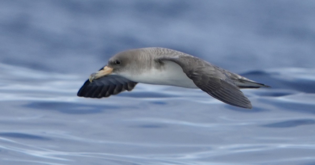 Cory's Shearwater - ML638960121