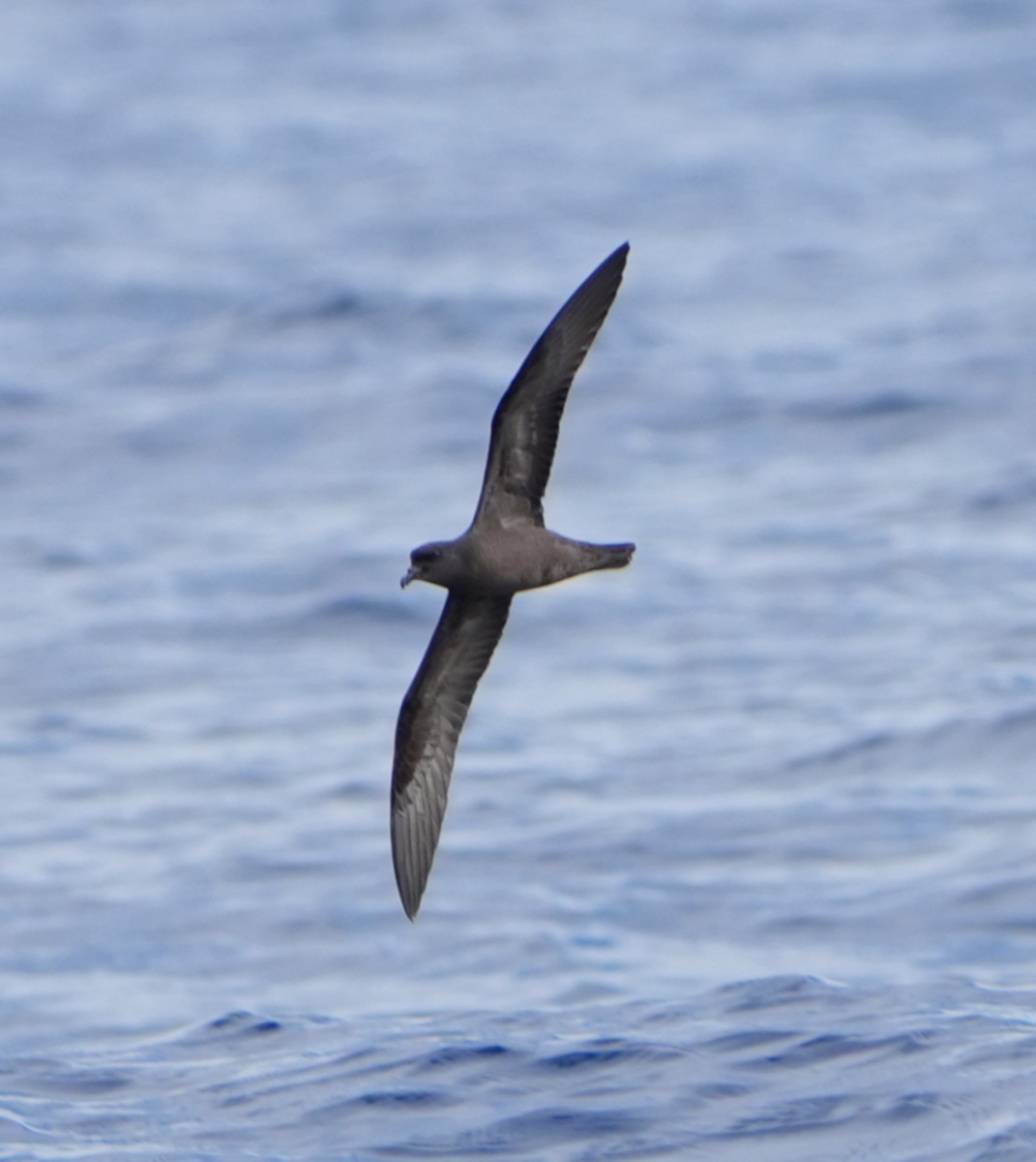 Bulwer's Petrel - ML638960131