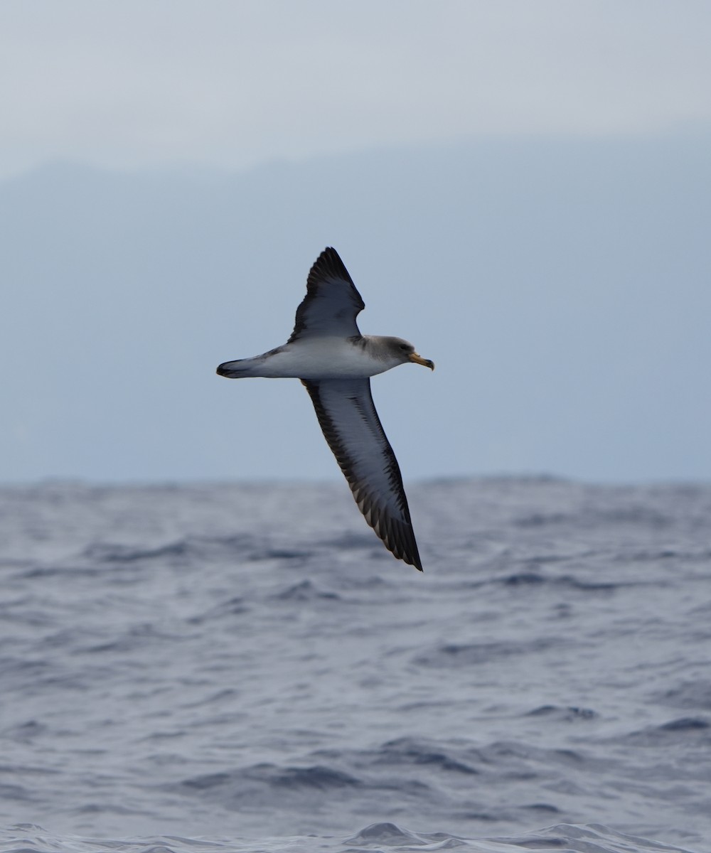 Cory's Shearwater - ML638960177