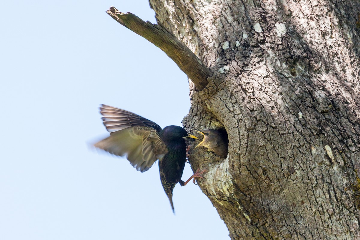 European Starling - ML638960191