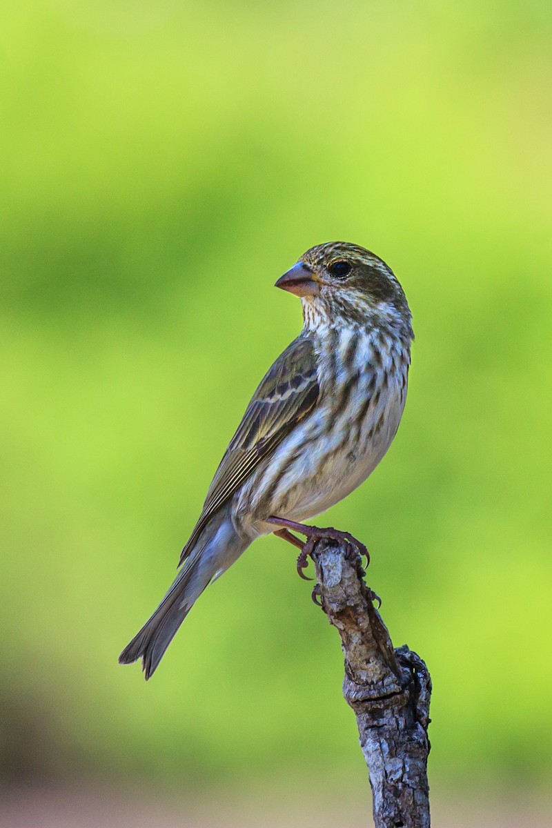 Purple Finch - ML638960198