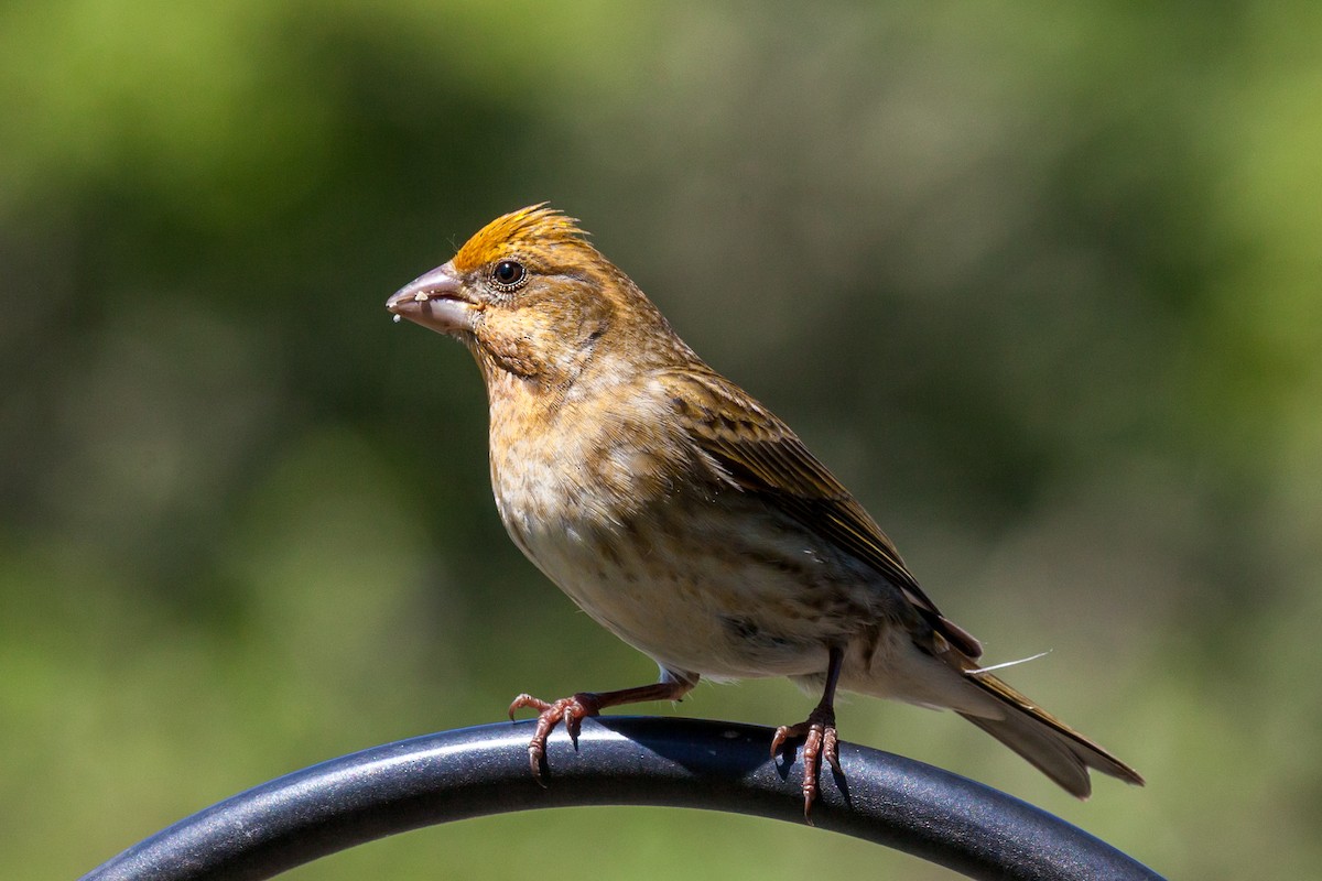 Purple Finch - ML638960207