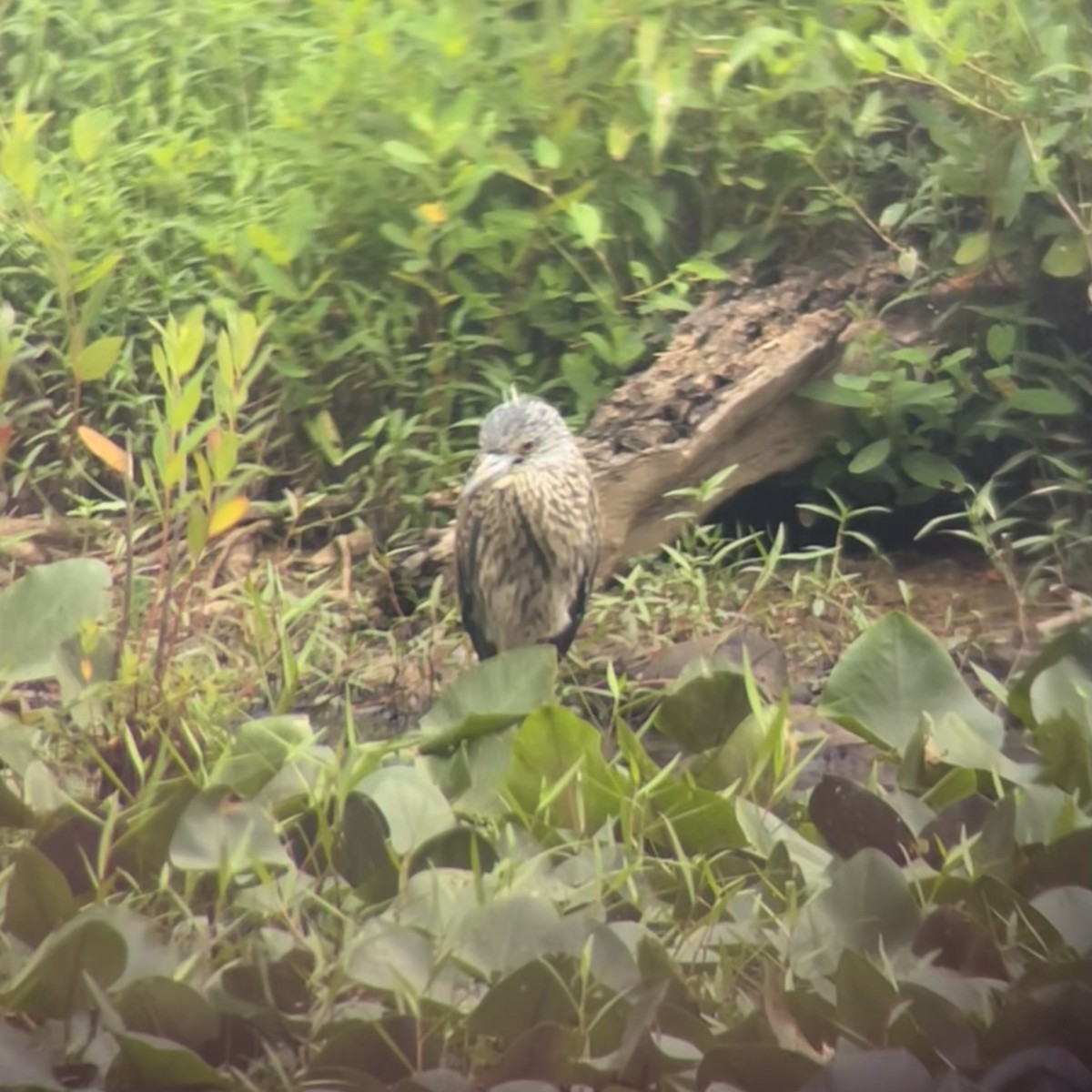 Yellow-crowned Night Heron - ML638960208