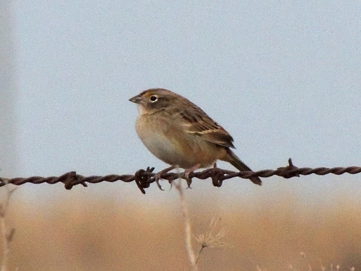 Grassland Sparrow - ML638960323