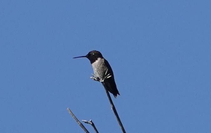 Colibri à gorge noire - ML638960331