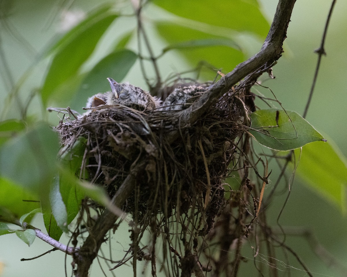 Acadian Flycatcher - ML638960344