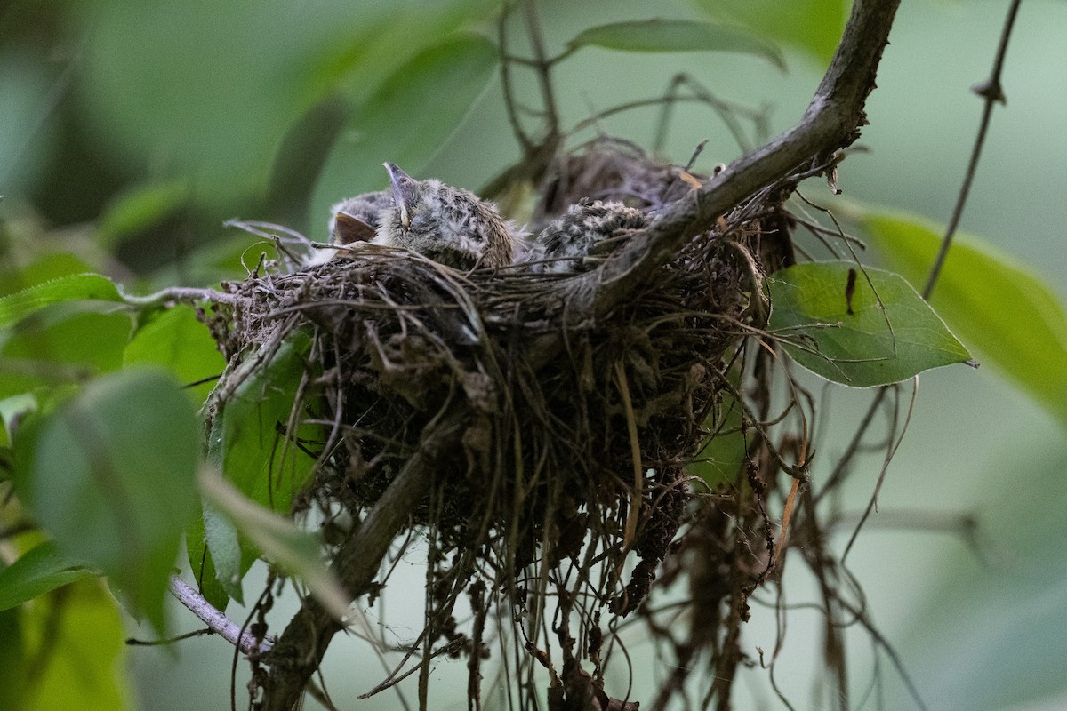 Acadian Flycatcher - ML638960345
