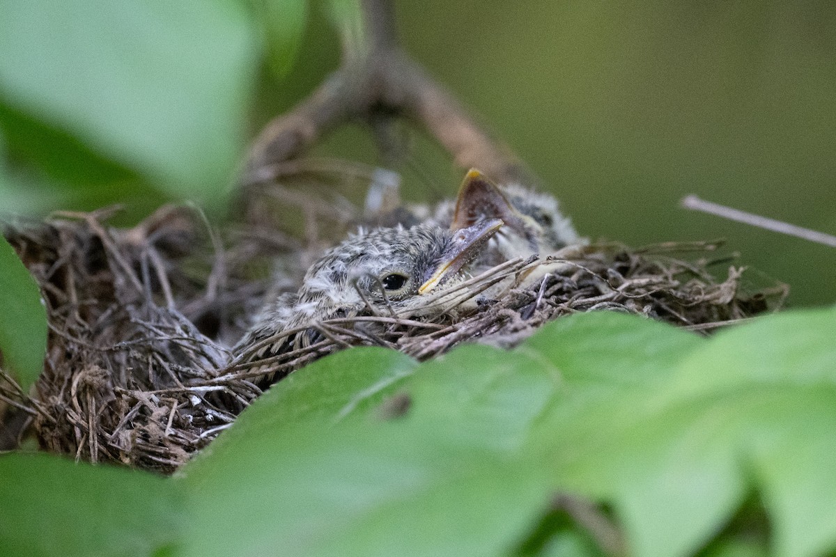Acadian Flycatcher - ML638960346
