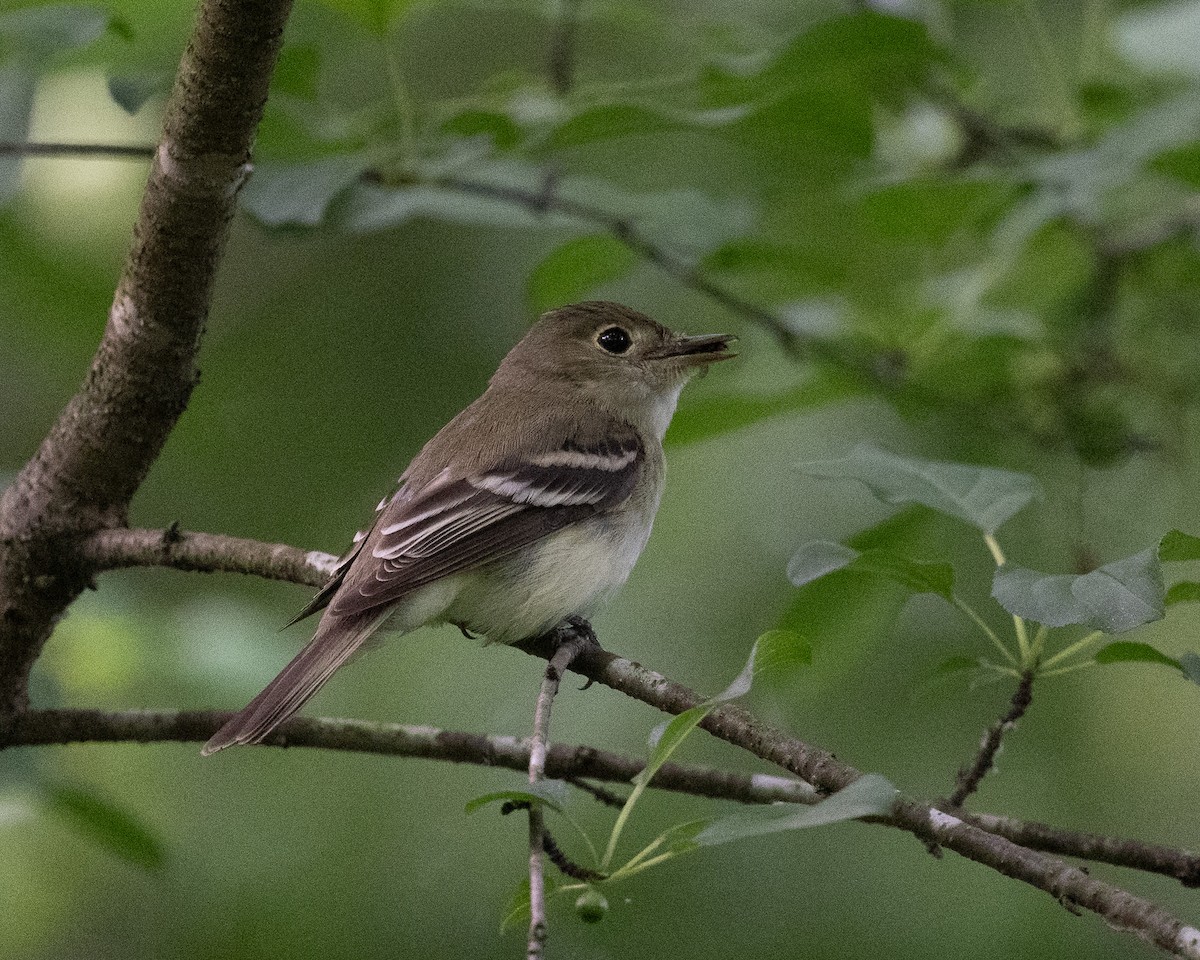 Acadian Flycatcher - ML638960347