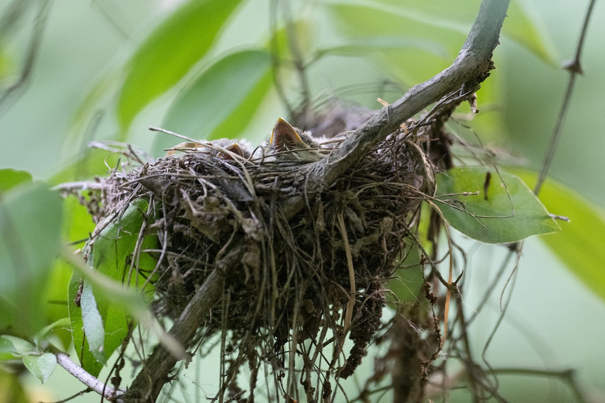 Acadian Flycatcher - ML638960348