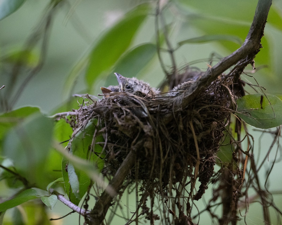 Acadian Flycatcher - ML638960349
