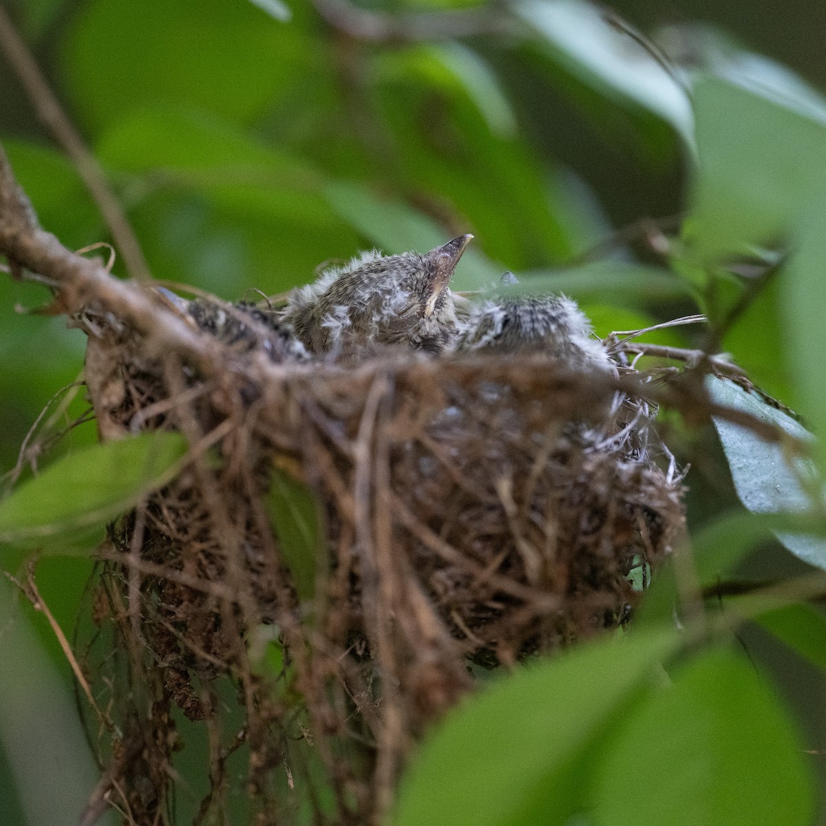 Acadian Flycatcher - ML638960350