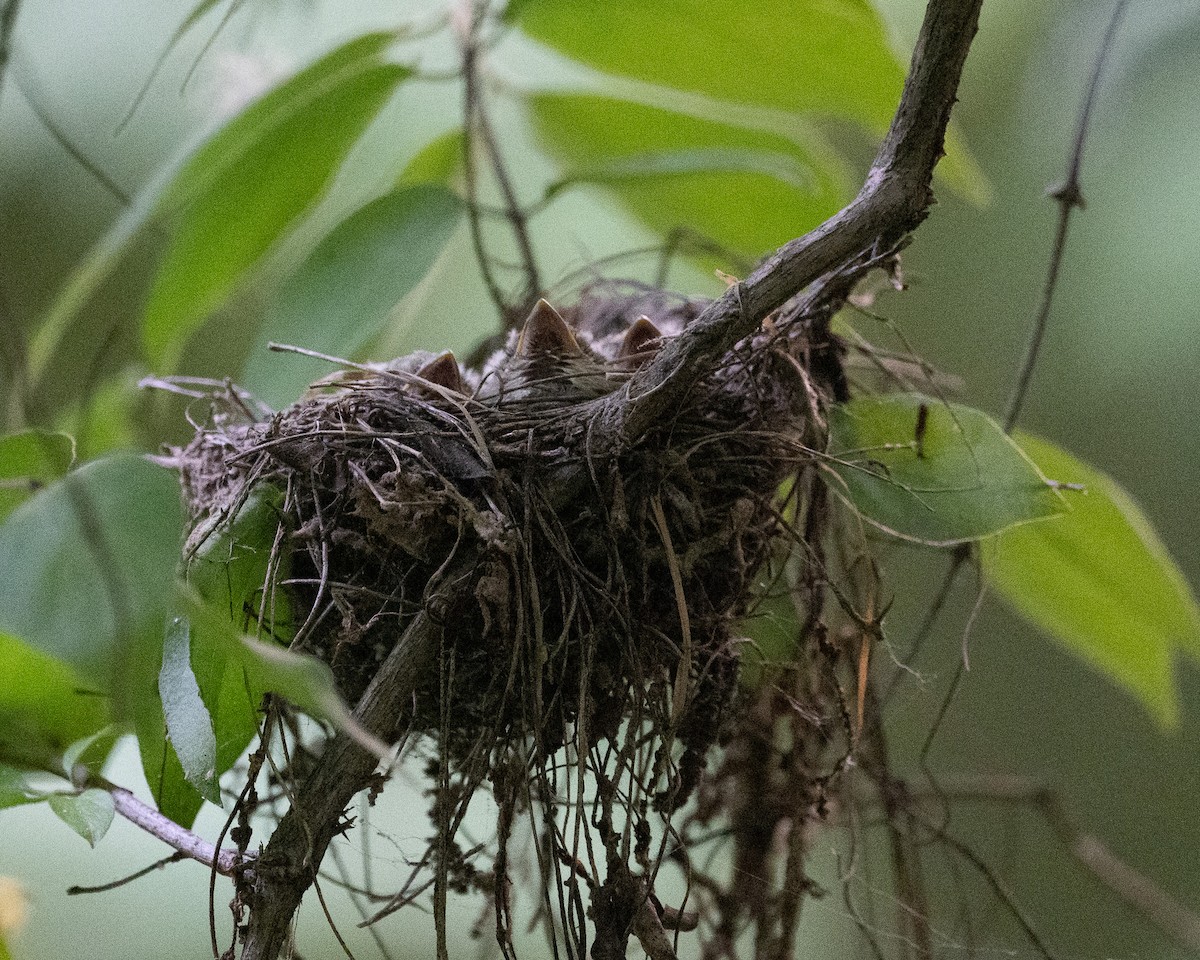 Acadian Flycatcher - ML638960351