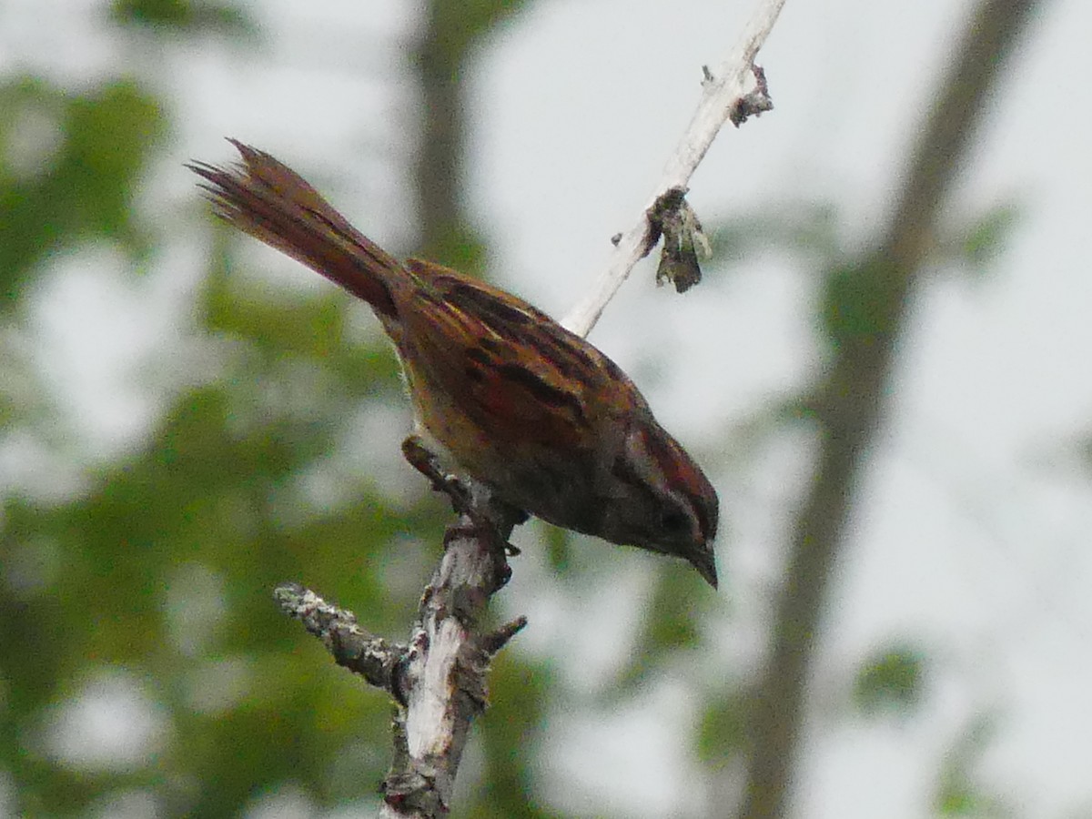 Swamp Sparrow - ML638960360