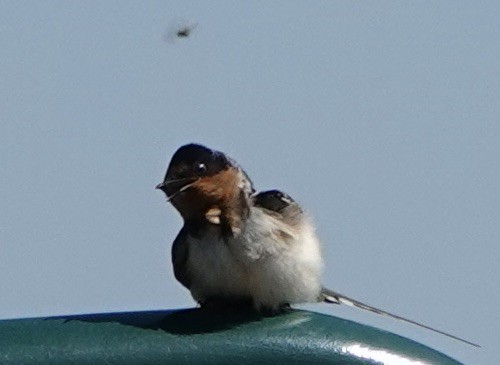 Hirondelle rustique - ML638960381
