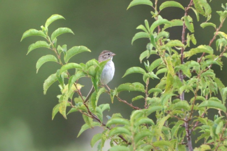 Brewer's Sparrow - ML638960382