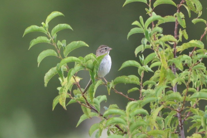 Brewer's Sparrow - ML638960383