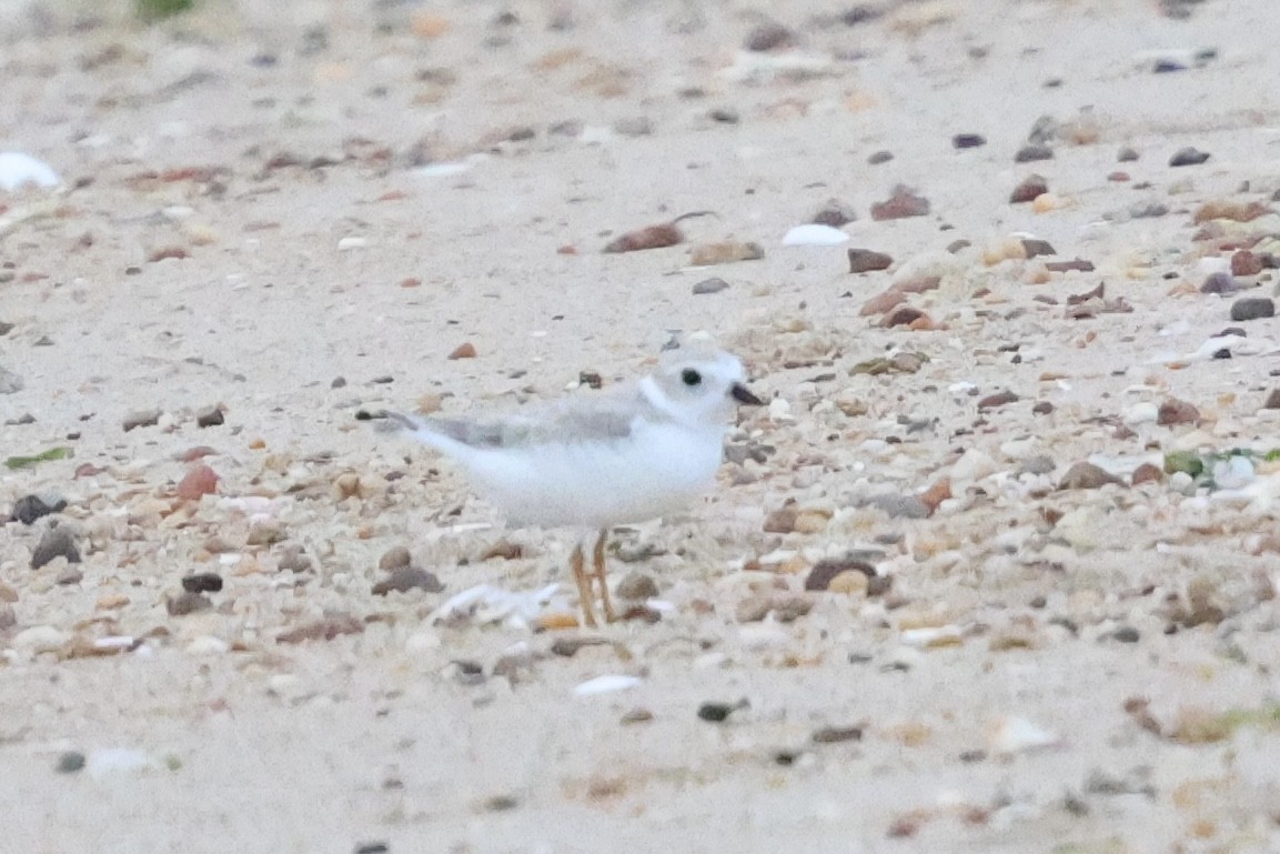 Pluvier siffleur - ML638960389