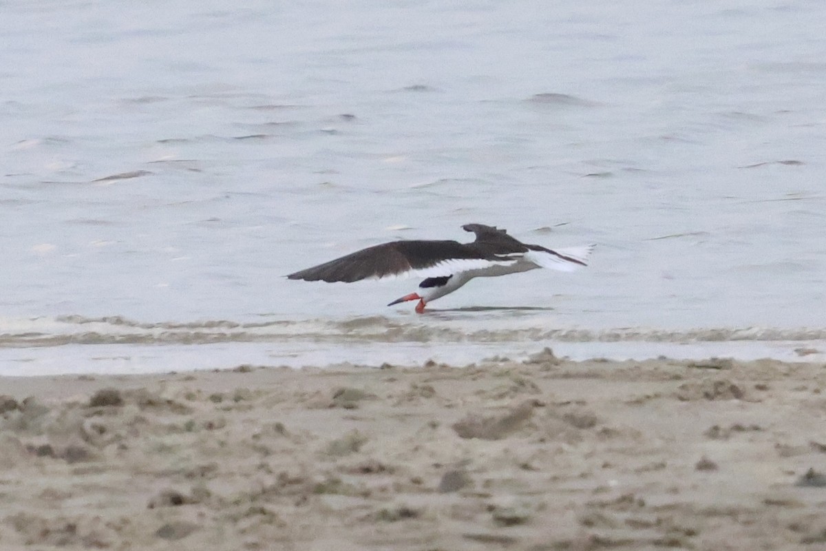 Bec-en-ciseaux noir - ML638960417