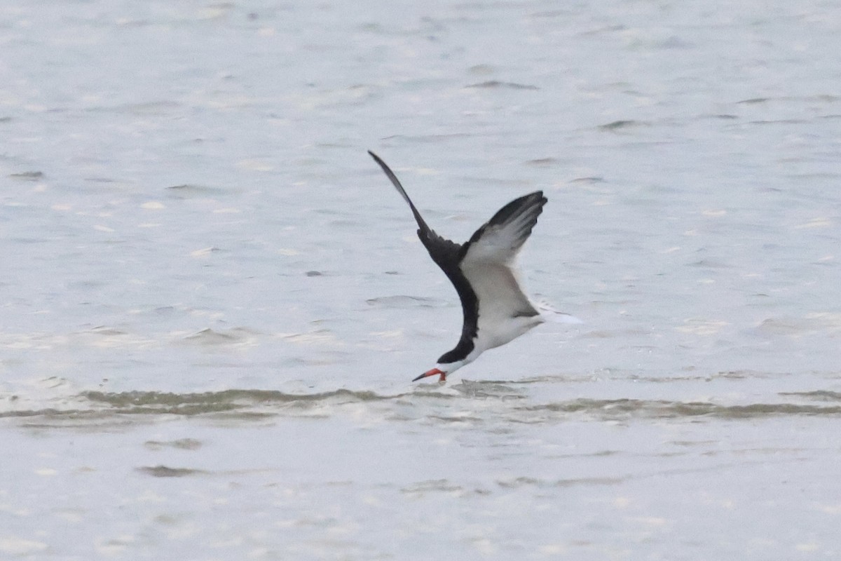 Bec-en-ciseaux noir - ML638960418