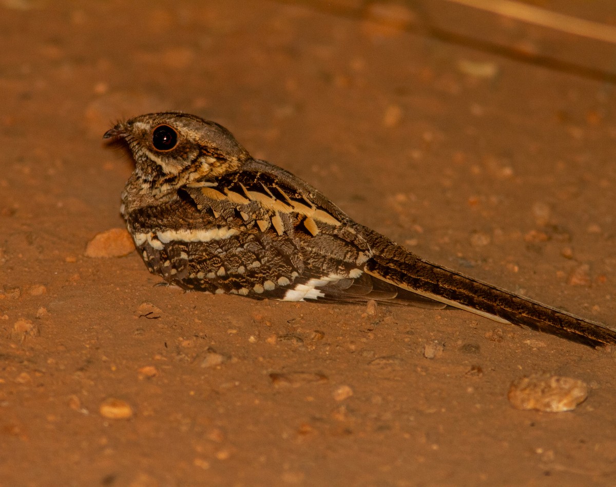 Long-tailed Nightjar - ML638960419