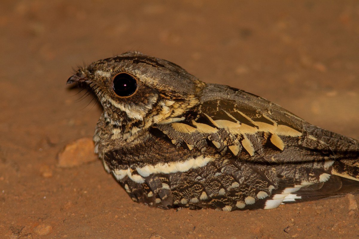 Long-tailed Nightjar - ML638960425