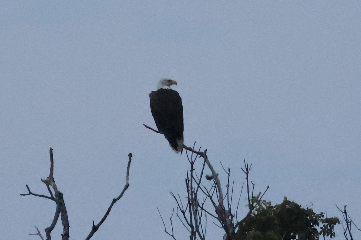 Pygargue à tête blanche - ML638960429