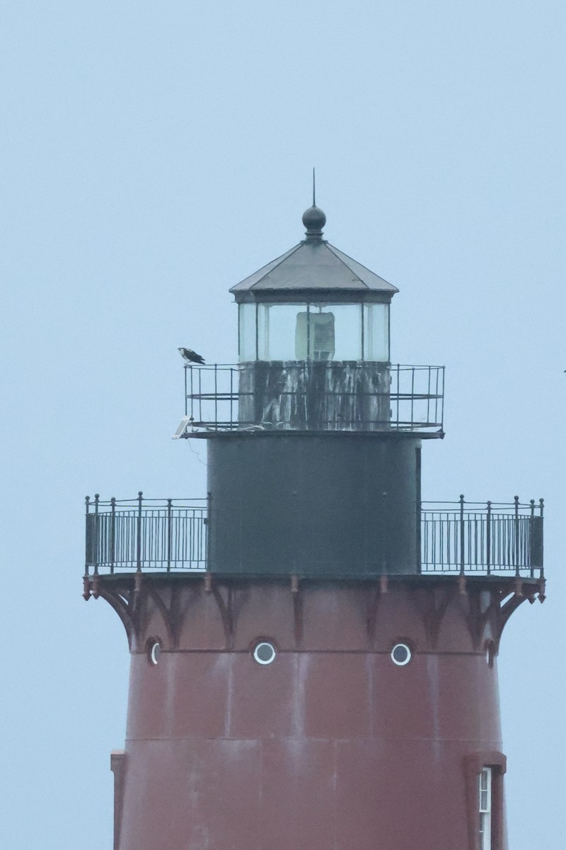 Balbuzard pêcheur - ML638960436