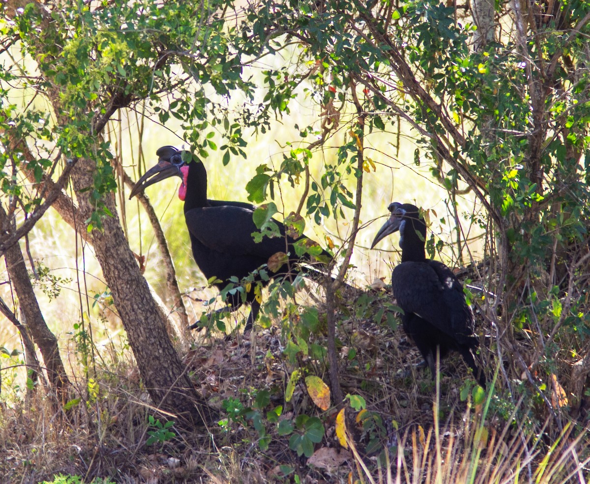 Abyssinian Ground-Hornbill - ML638960451