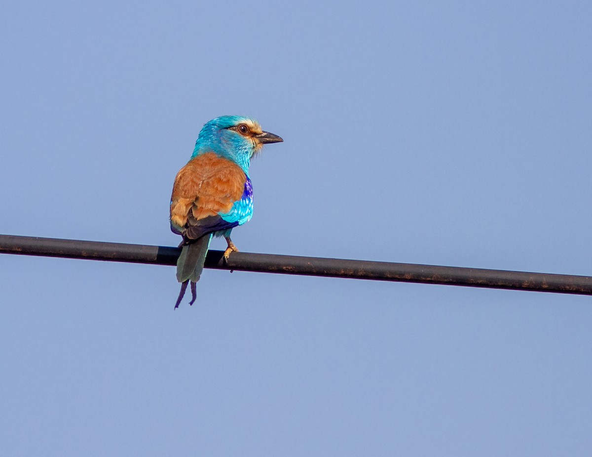 Abyssinian Roller - ML638960480