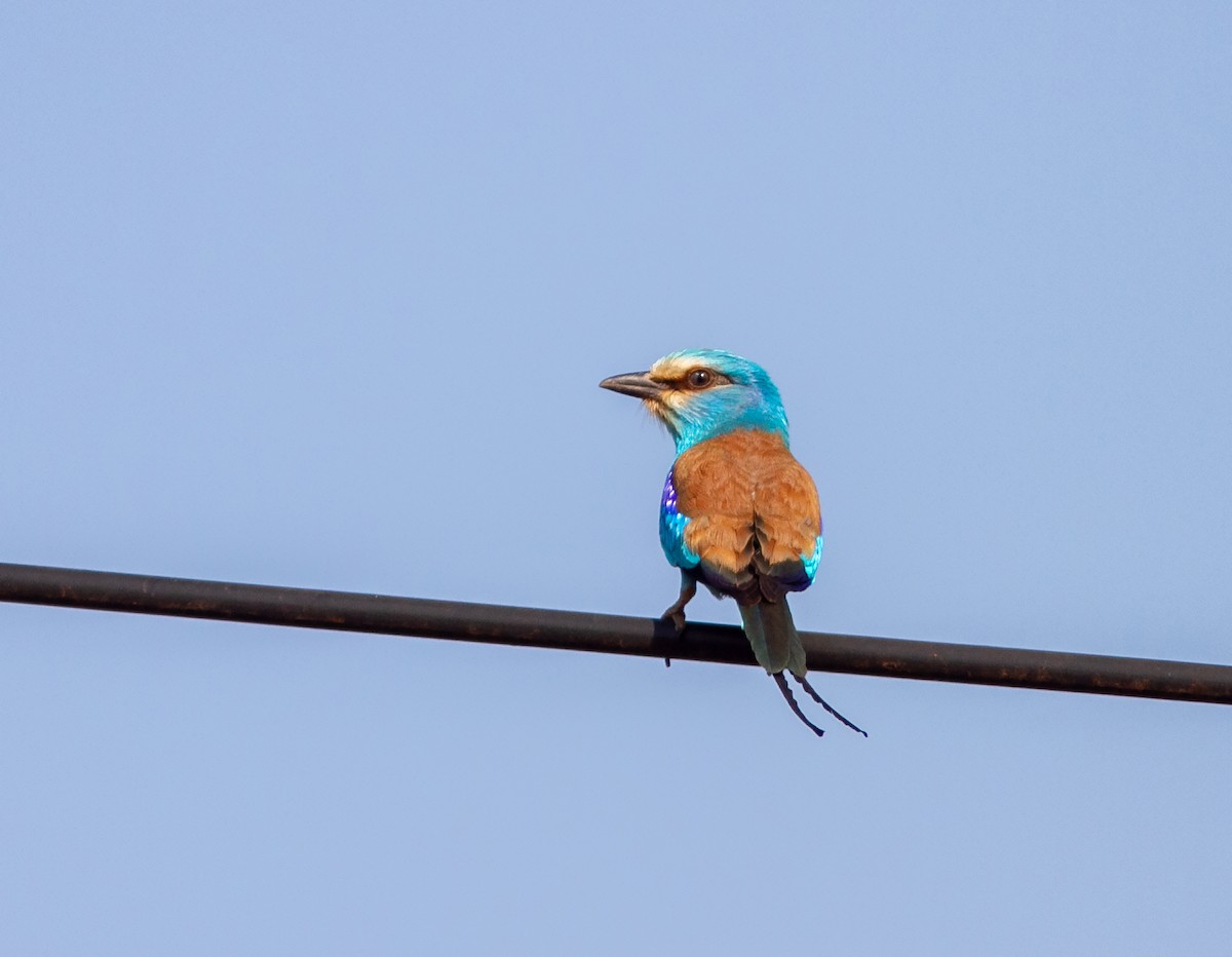 Abyssinian Roller - ML638960483
