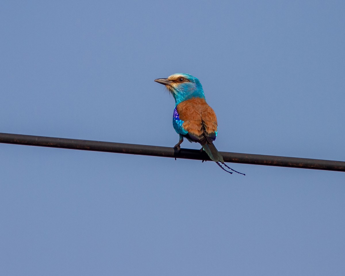 Abyssinian Roller - ML638960489