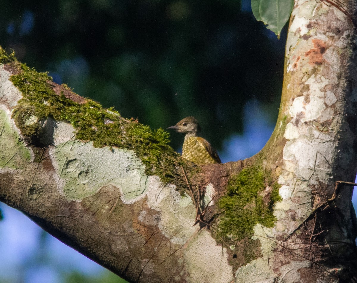 Buff-spotted Woodpecker - ML638960532