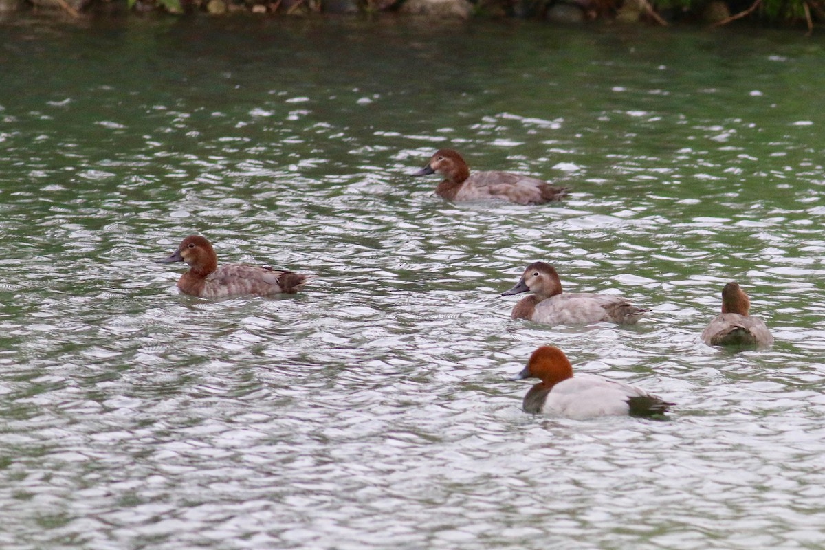 Common Pochard - Cassie  Liu