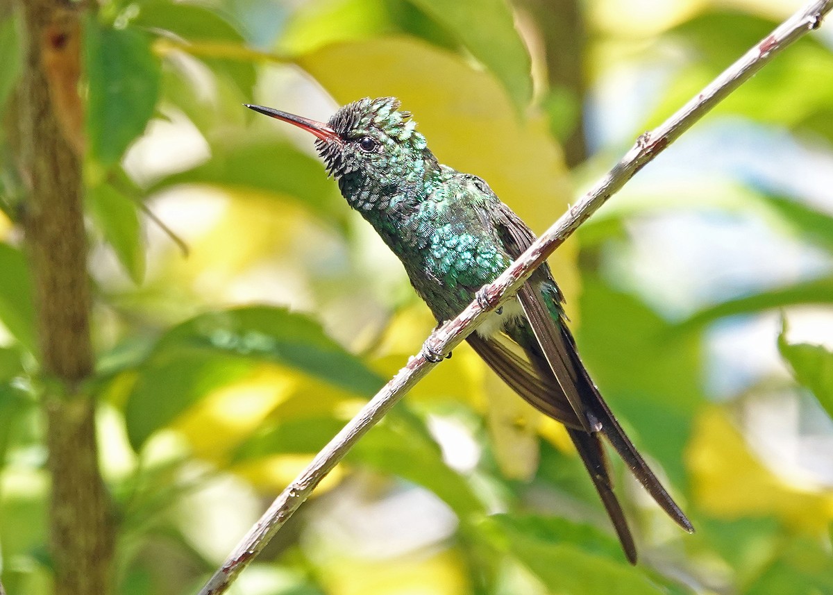 Golden-crowned Emerald - ML638960614