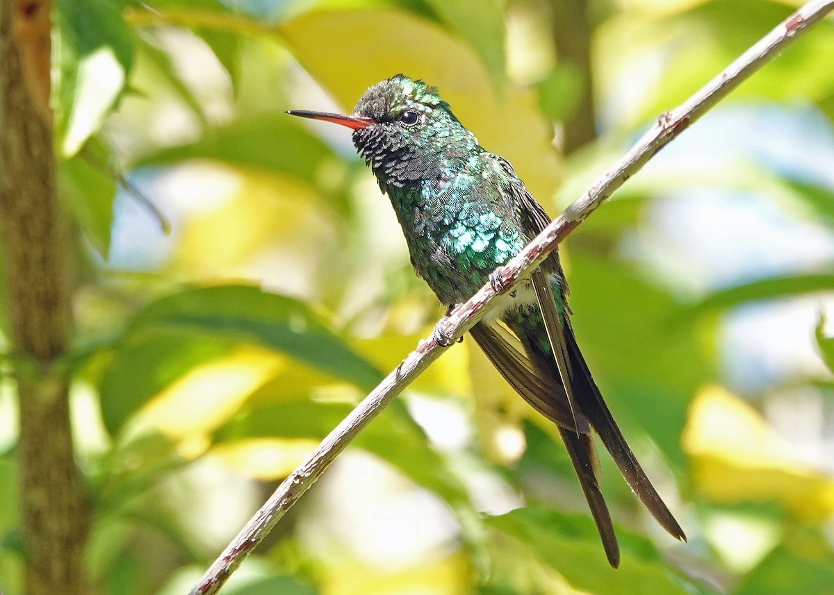 Golden-crowned Emerald - ML638960615