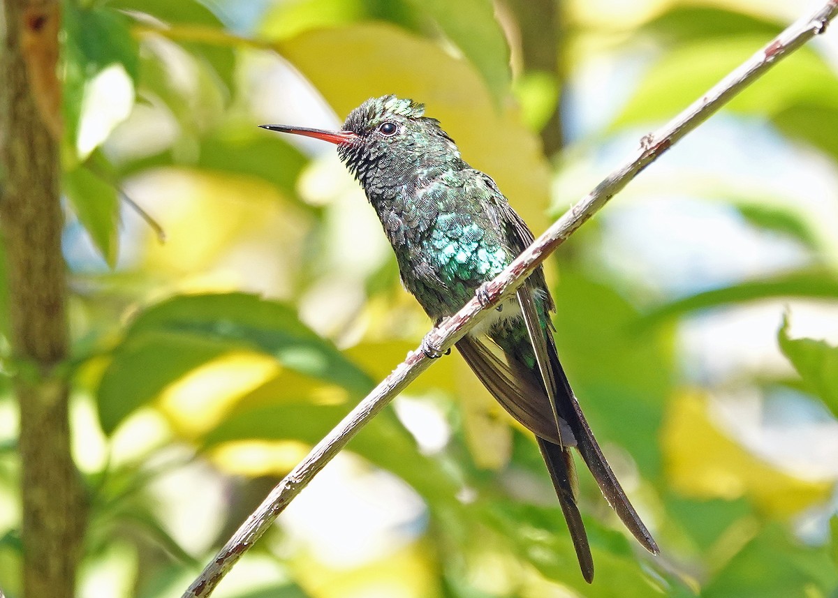 Golden-crowned Emerald - ML638960616
